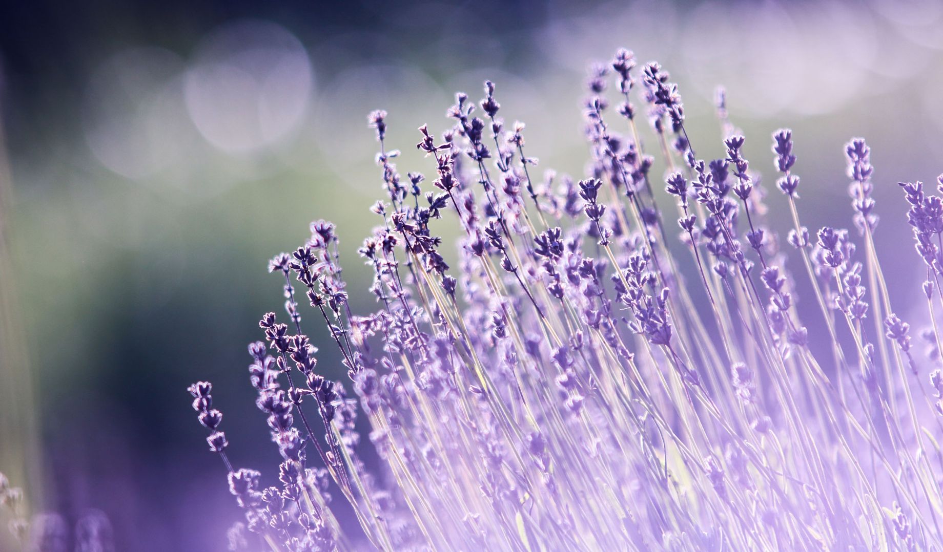 The Center for Aromatherapy Research and Education