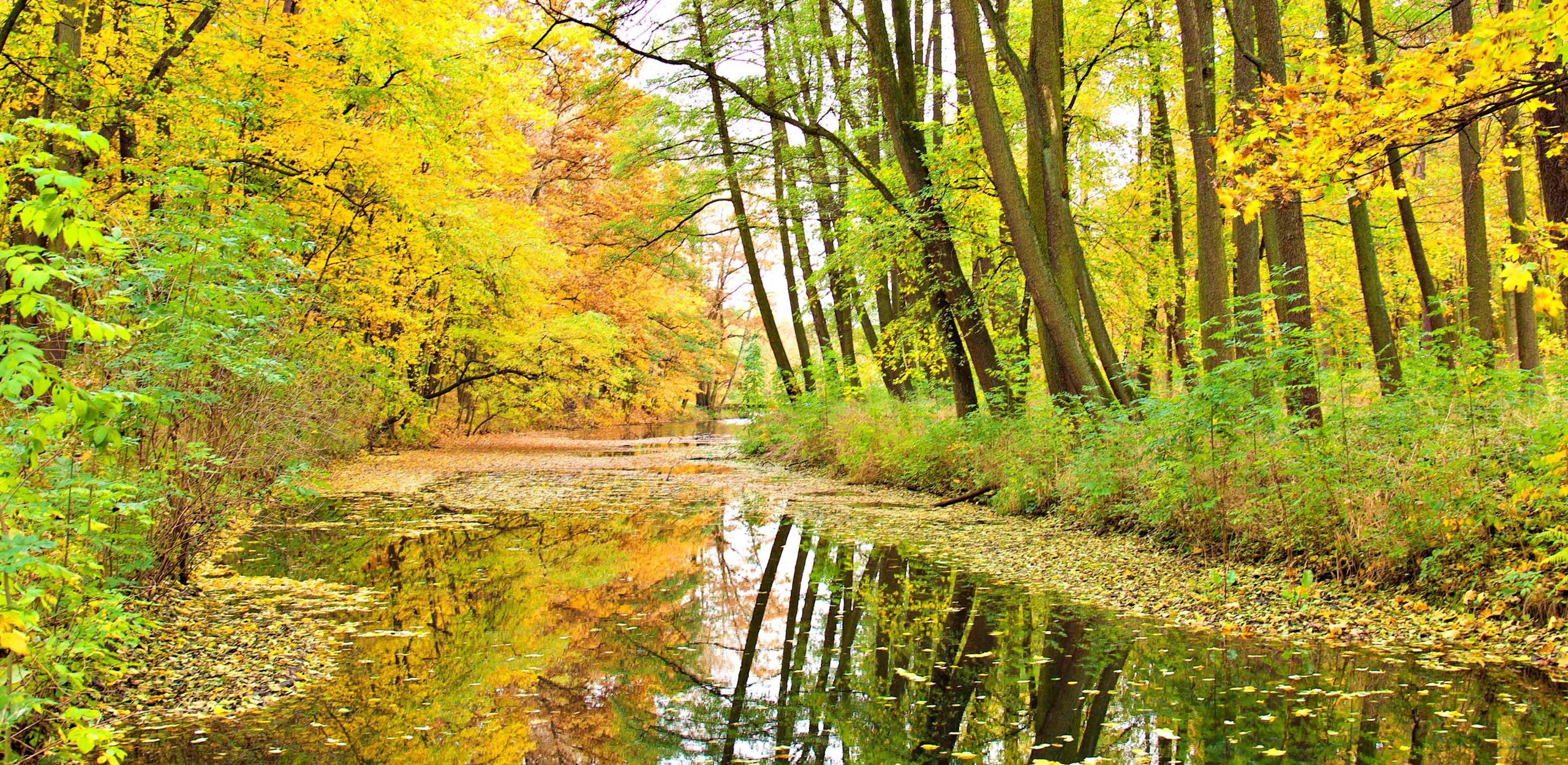 The Dynamic Duo: Oregano and Thyme With winter quickly approaching, many of us look for ways to reinforce our amazing immune systems. Both oils are fantastic