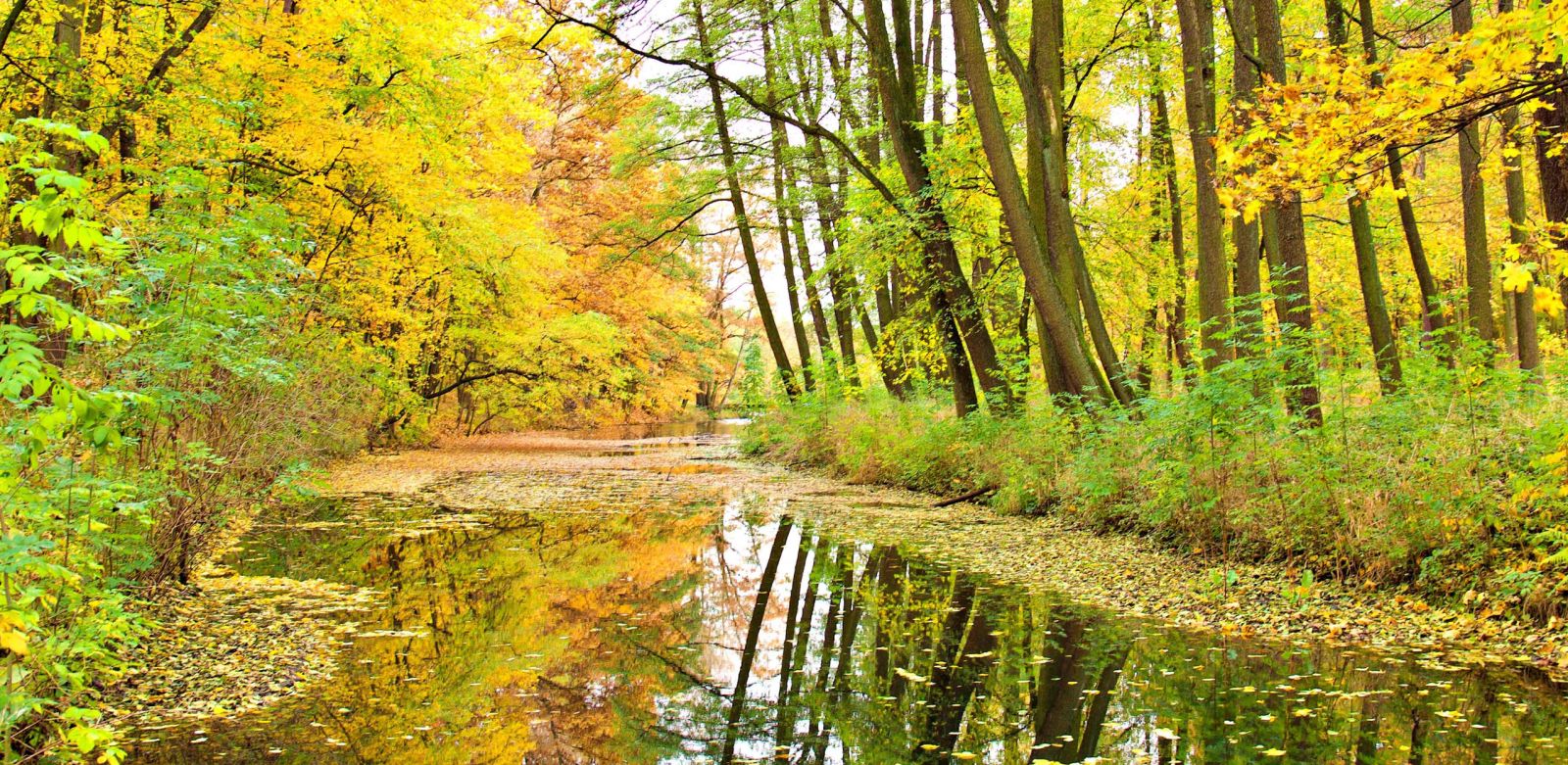 The Dynamic Duo: Oregano and Thyme With winter quickly approaching, many of us look for ways to reinforce our amazing immune systems. Both oils are fantastic