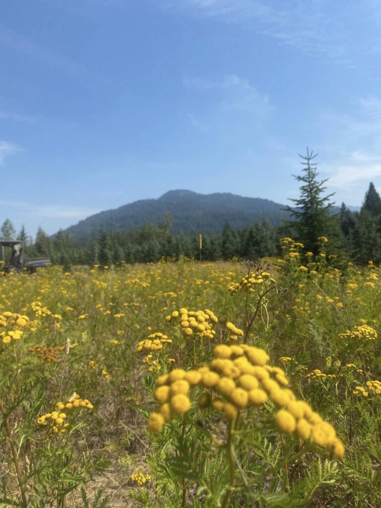 CARE Summit 2023 at Highland Flats Tree Farm -September 2023 8 07. Just steps away from the Grand Fir tree farm. In the foreground the yellow flowers are Idaho Tansy which grows wild in many places in the area