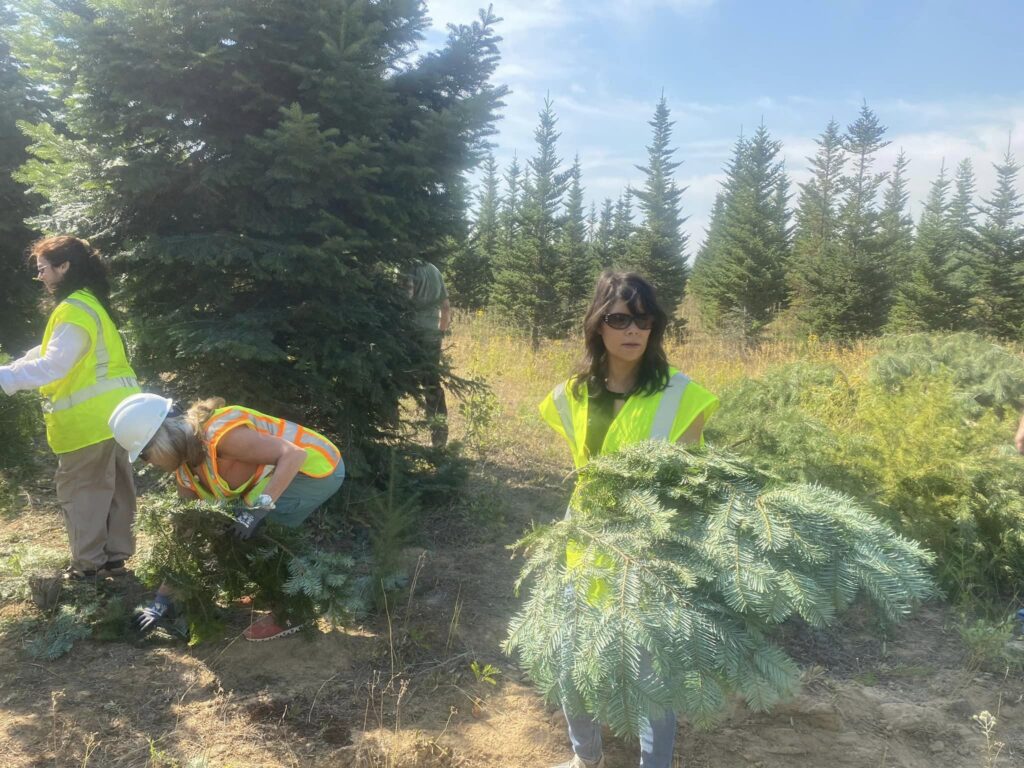 CARE Summit 2023 at Highland Flats Tree Farm -September 2023 5 Denise Setzer harvesting Grand Fir branches