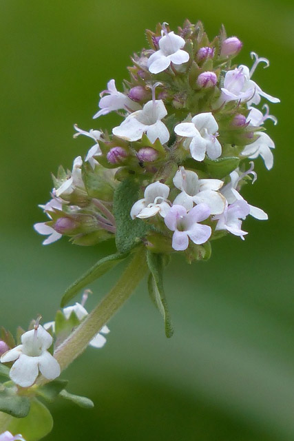 Oregano and Thyme A Dynamic Duo 4 Thyme Raindrop Messenger October 2023 2