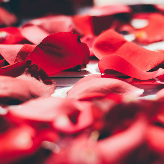 A Rose by Any Other Name 4 A Rose by Any Other Name Raindrop 1 Messenger February 2024