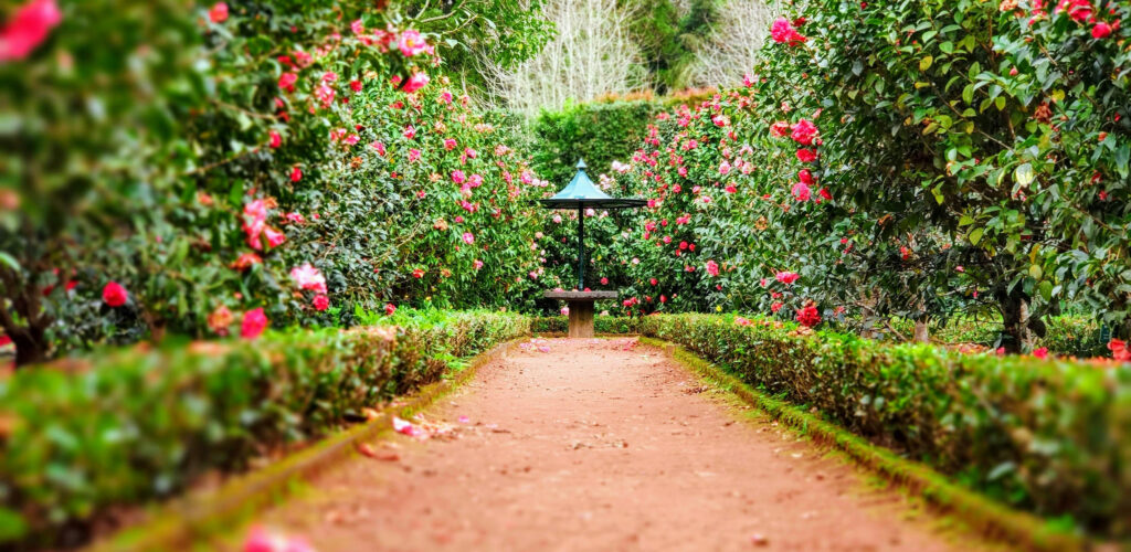 A Rose by Any Other Name 3 A Rose by Any Other Name Raindrop 2 Messenger February 2024