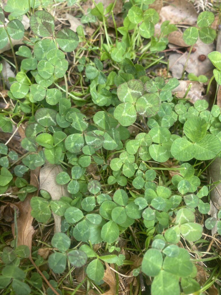 The Point of Power: Making Changes in the Here and Now 5 During the 1990s David Stewart transplanted and grew several patches of clover in his front yard, which made it convenient for him to study their life and behavior. Many of these patches grew an abundance of four-leaf clovers each spring.