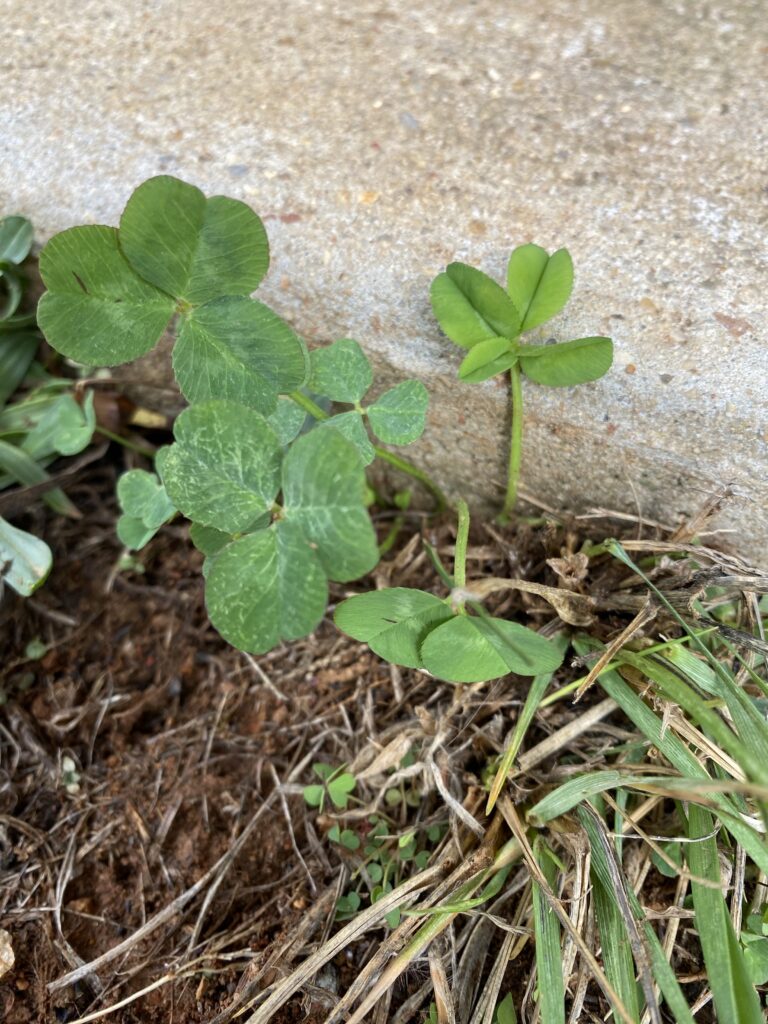 The Point of Power: Making Changes in the Here and Now 6 Clovers growing next to the sidewalk of David's home, one of which is a four-leaf clover.