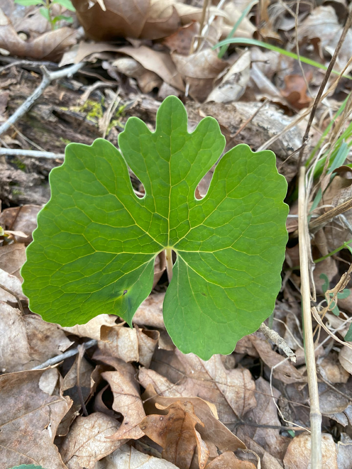 Lookin’ Out My Back Door 8 Bloodroot lookin out the back door Raindrop Messenger April 2024