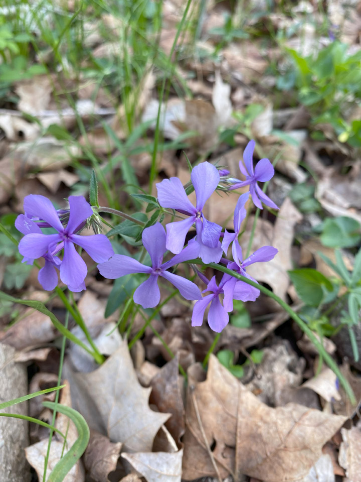 Lookin’ Out My Back Door 10 BluePhloxt lookin out the back door Raindrop Messenger April 2024