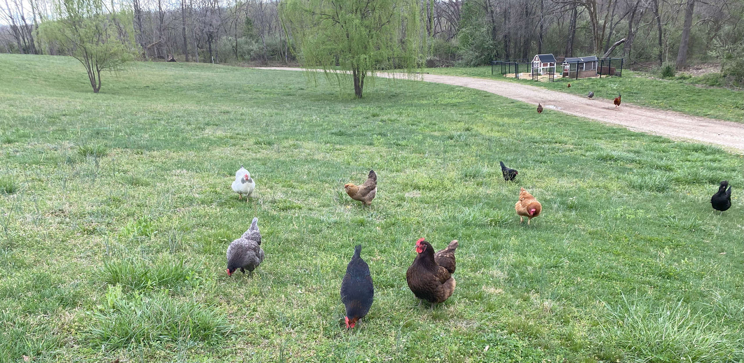 Lookin’ Out My Back Door 3 Here is my yard with chickens happily free ranging the turf.
