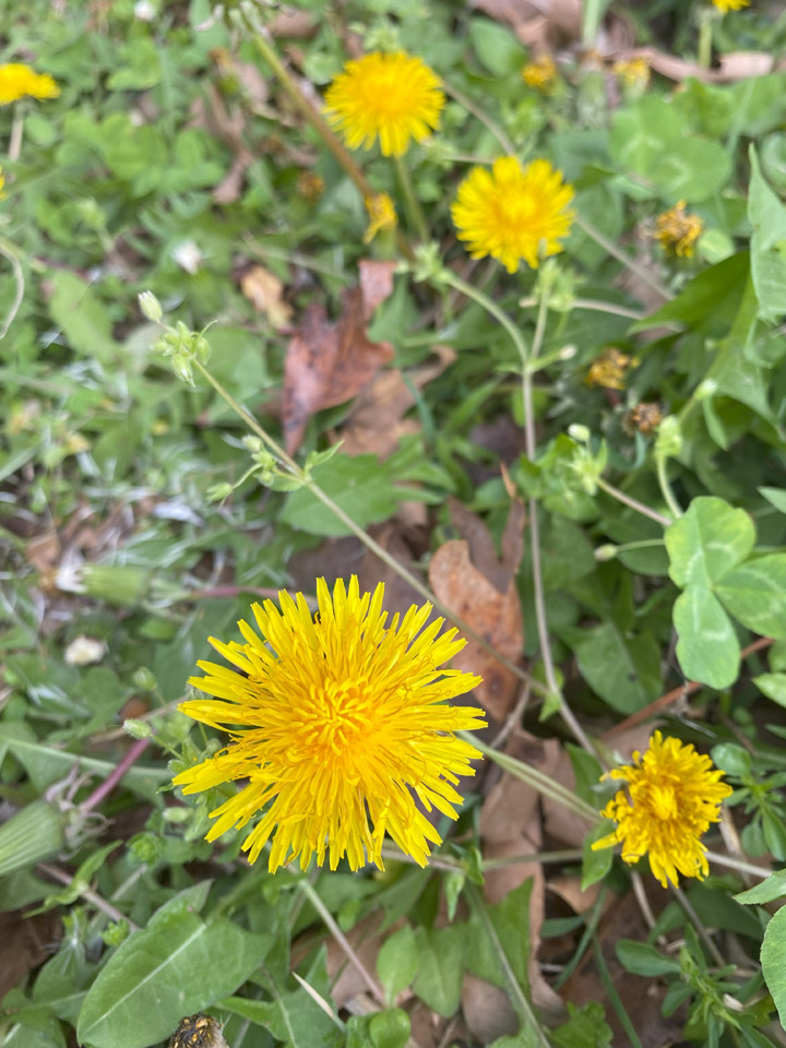 Lookin’ Out My Back Door 4 Dandilion lookin out the back door Raindrop Messenger April 2024