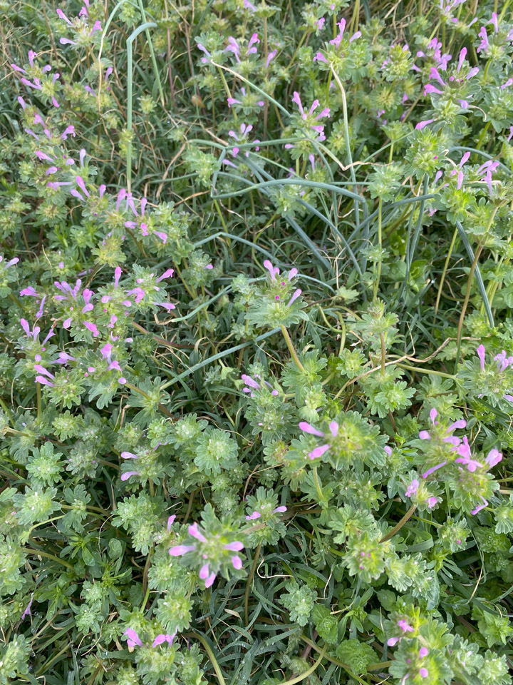 Lookin’ Out My Back Door 6 Henbit