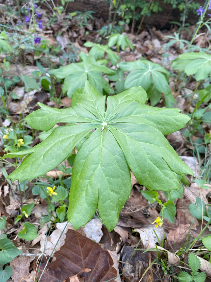 Lookin’ Out My Back Door 7 Mayapple lookin out the back door Raindrop Messenger April 2024