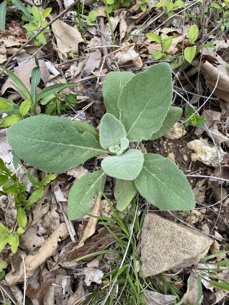 Lookin’ Out My Back Door 13 Mullein lookin out the back door Raindrop Messenger April 2024