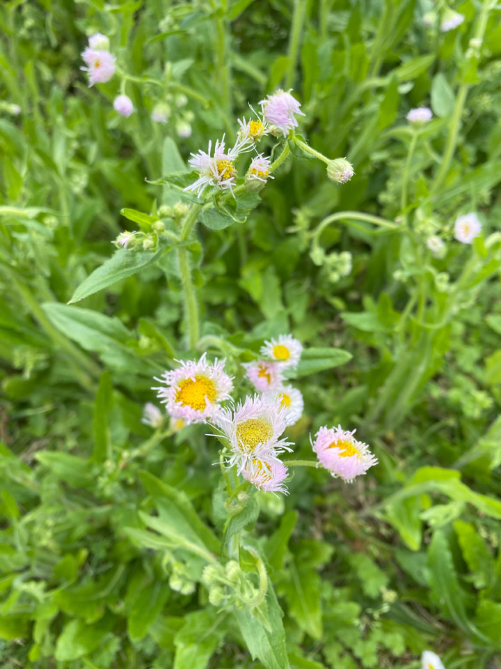 Lookin’ Out My Back Door 11 PhiladelphiaFleabane lookin out the back door Raindrop Messenger April 2024