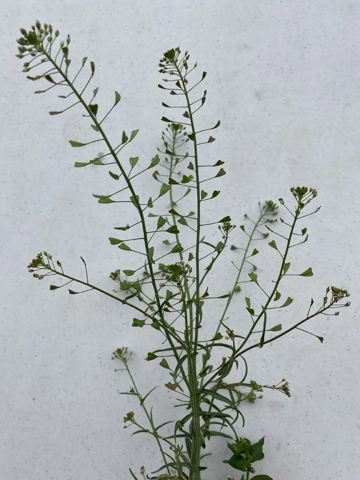 Lookin’ Out My Back Door 12 ShepherdsPurse lookin out the back door Raindrop Messenger April 2024