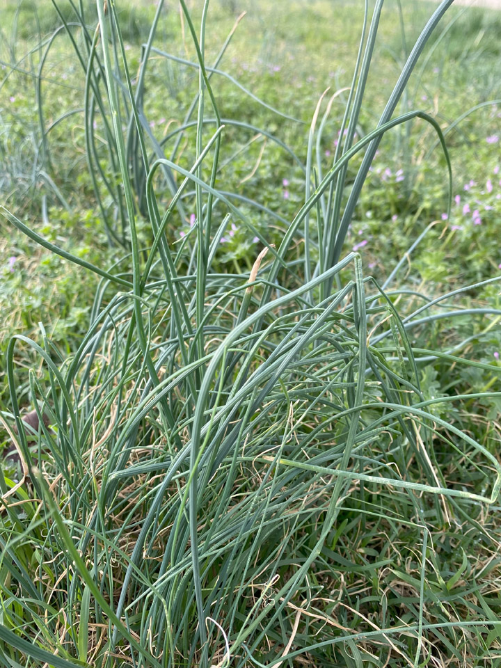 Lookin’ Out My Back Door 9 WildGarlic lookin out the back door Raindrop Messenger April 2024