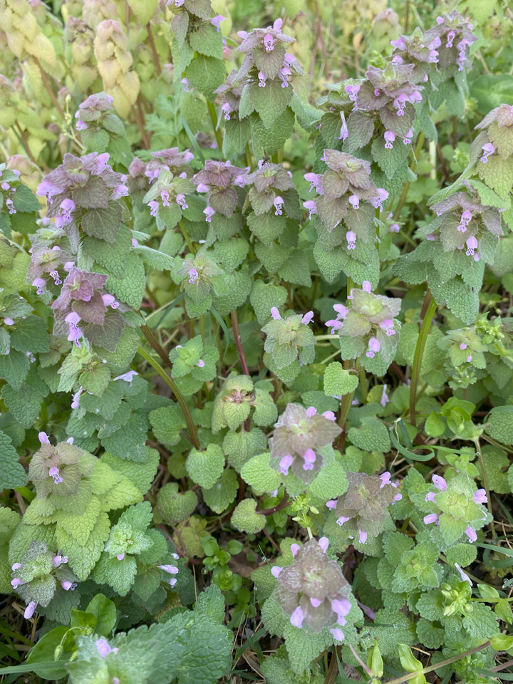 Lookin’ Out My Back Door 5 deadnettle lookin out the back door Raindrop Messenger April 2024