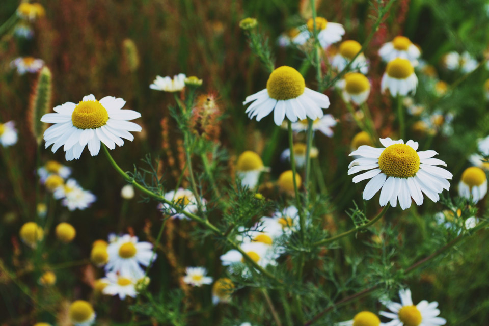 10 Reasons to Learn Raindrop from a CARE Instructor 9 Chamomile