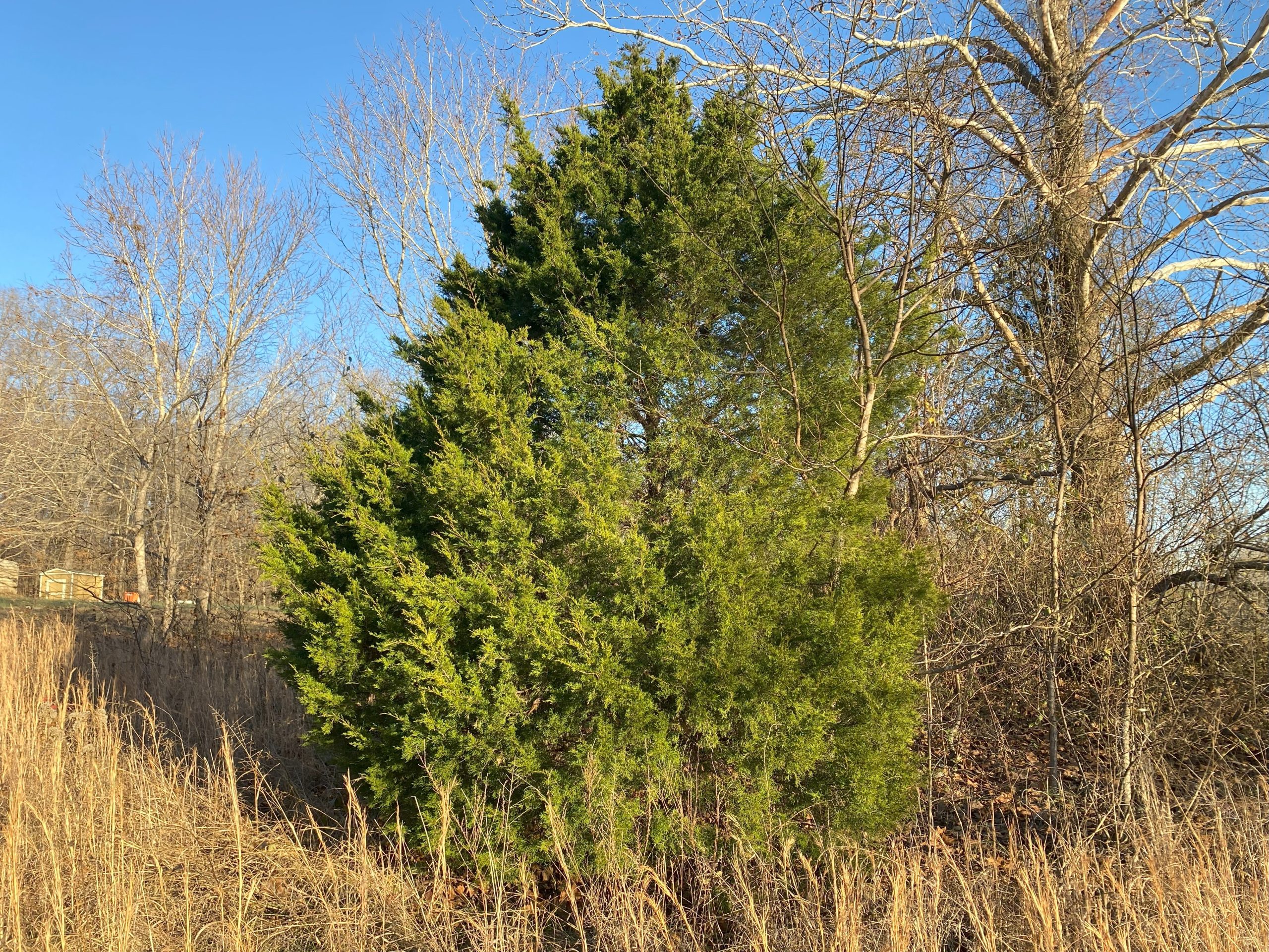 Evergreen Trees in Your Home 4 Eastern red cedar (Juniperus virginiana) growing near CARE Headquarters.