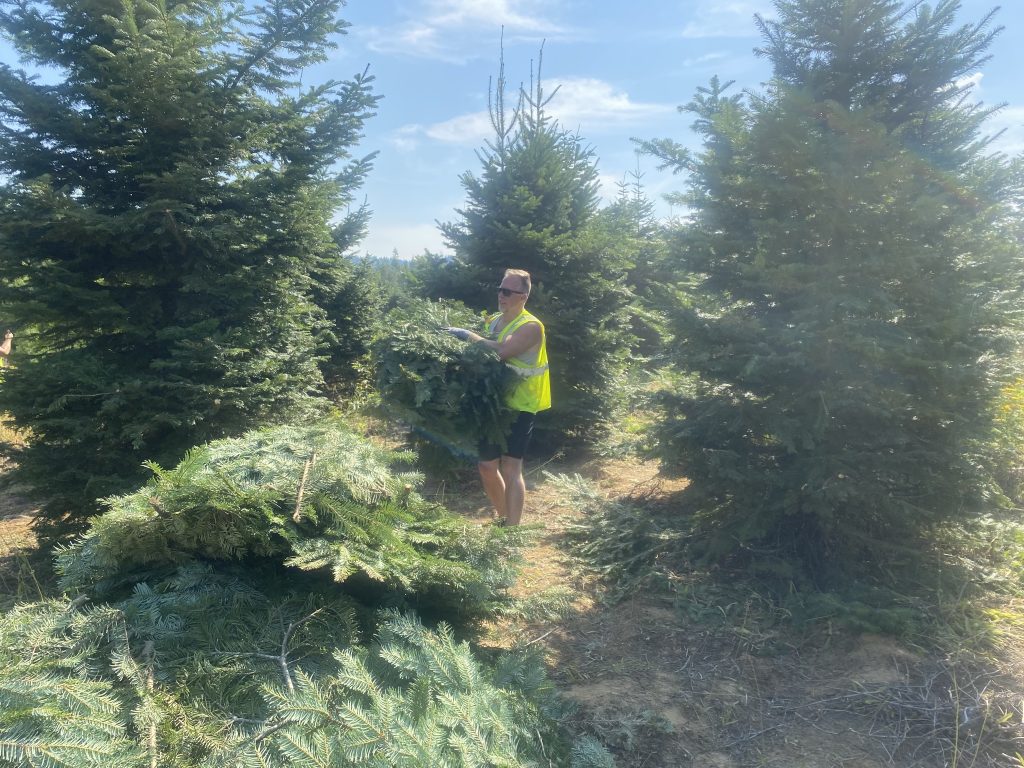 Evergreen Trees in Your Home 6 CARE Instructors helped to harvest Idaho grand fir (Abies grandis) at Highland Flats Tree Farm and Distillery in Naples, Idaho in summer of 2023.