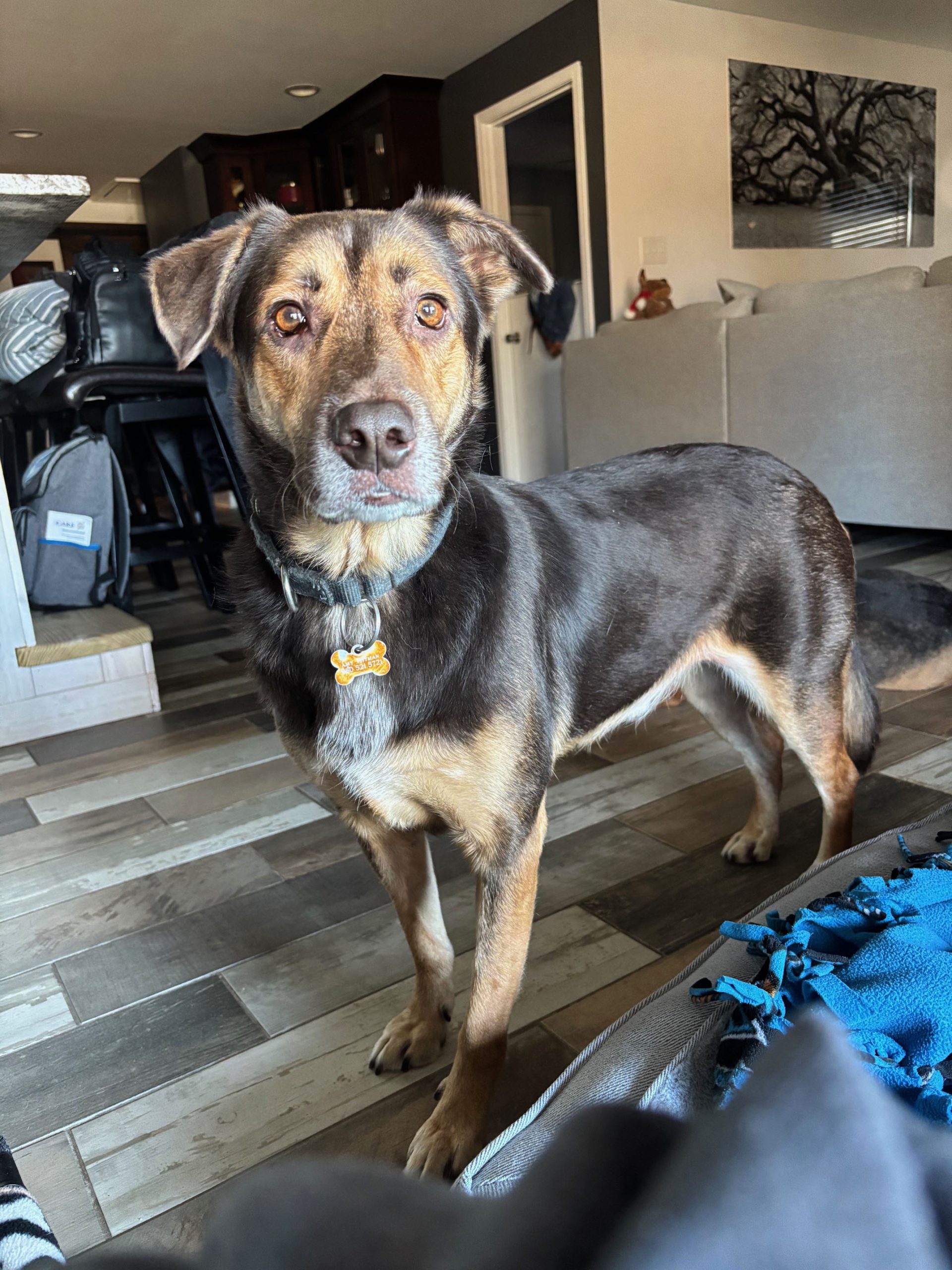 Evergreen Trees in Your Home 15 image1a scaled