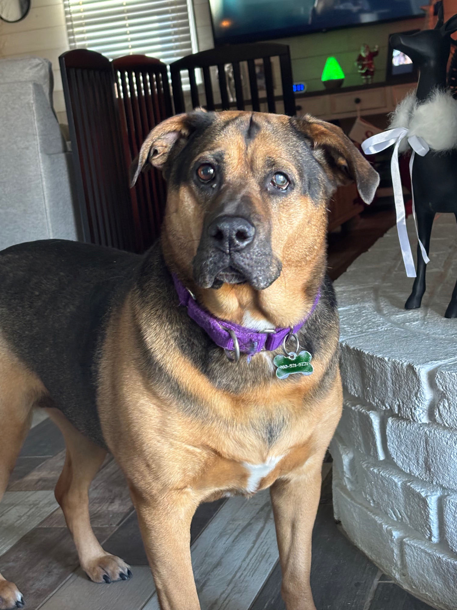 Evergreen Trees in Your Home 14 image2a